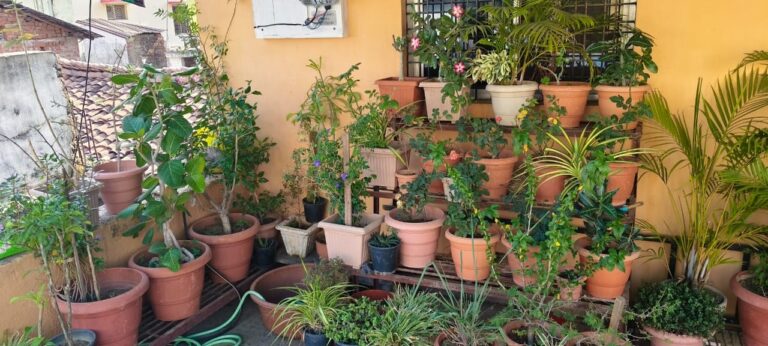 अनिल कारेमोरे यांच्या हरित उपक्रमाचा नगर पालिकेकडून सन्मान होण्याची गरज!