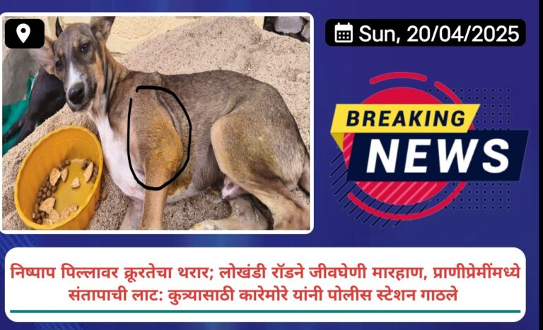 निष्पाप पिल्लावर क्रूरतेचा थरार; लोखंडी रॉडने जीवघेणी मारहाण, प्राणीप्रेमींमध्ये संतापाची लाट