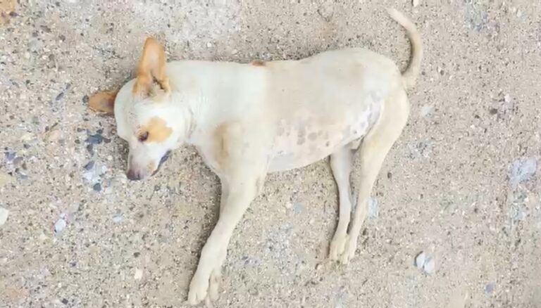 एअरगनमधून गोळ्या झाडून श्वानाला केले ठार “शेतातील ४० कोंबड्या मारल्याचा संताप”