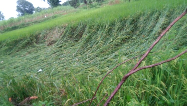 सततच्या पावसाने भंडारा जिल्ह्यातील शेतकरी संकटात “ओला दुष्काळ घोषित करा”