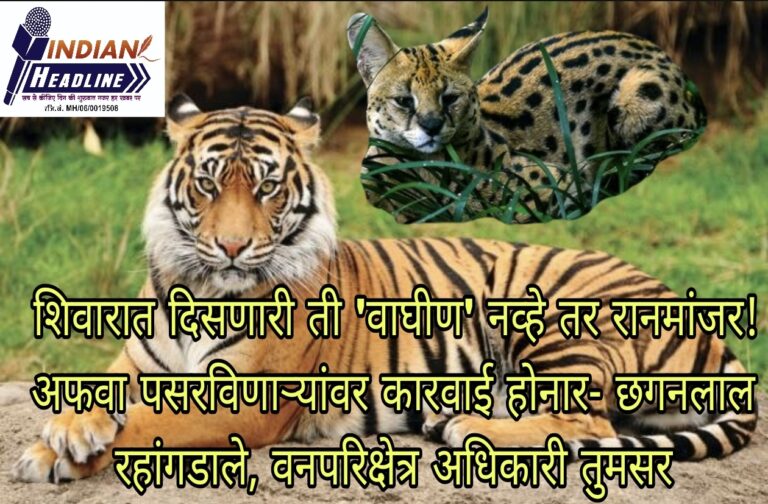 शिवारात दिसणारी ती ‘वाघीण’ नव्हे तर रानमांजर! अफवा पसरविणाऱ्यांवर कारवाई होनार- छगनलाल रहांगडाले, वनपरिक्षेत्र अधिकारी तुमसर